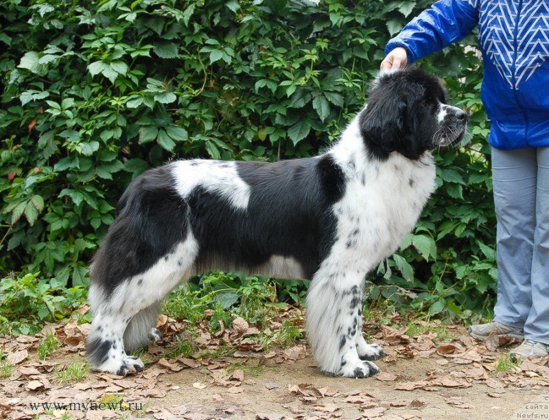 Фотография № 137703