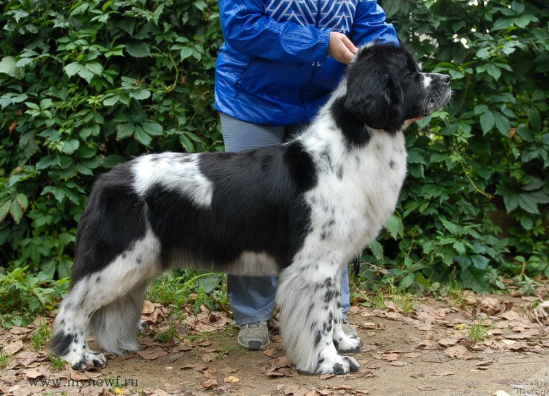 Фотография № 137705