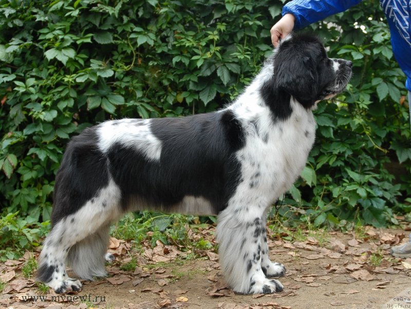 Фотография № 137706