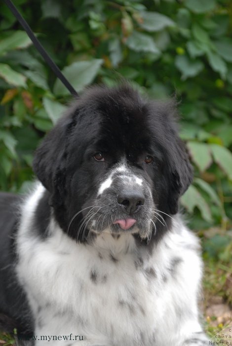 Фото: ньюфаундленд Сент Джонс Фаберже Коллекшен (Sent Djons Faberge Collection)