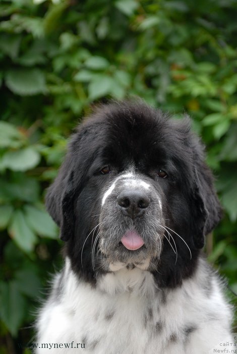 Фото: ньюфаундленд Сент Джонс Фаберже Коллекшен (Sent Djons Faberge Collection)