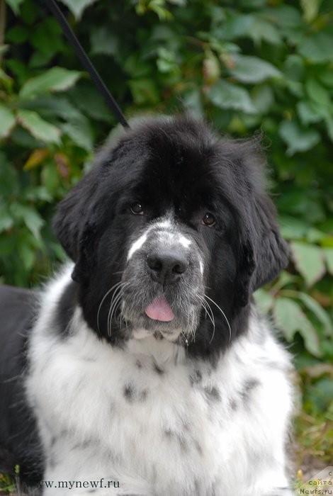 Фото: ньюфаундленд Сент Джонс Фаберже Коллекшен (Sent Djons Faberge Collection)