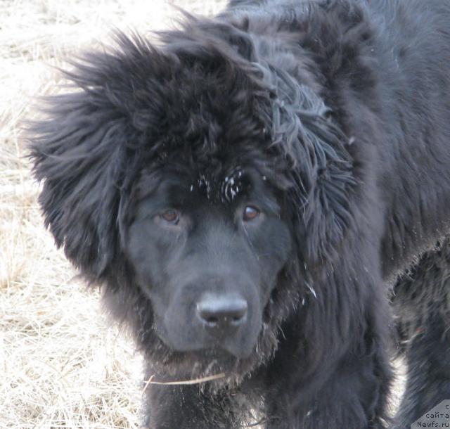 Фото: ньюфаундленд Жасмин Северный Каприз из Медвежьего Яра (Zhasmine Severny Caprice iz Medvejyego Yara)