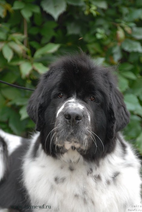 Фото: ньюфаундленд Сент Джонс Фаберже Коллекшен (Sent Djons Faberge Collection)