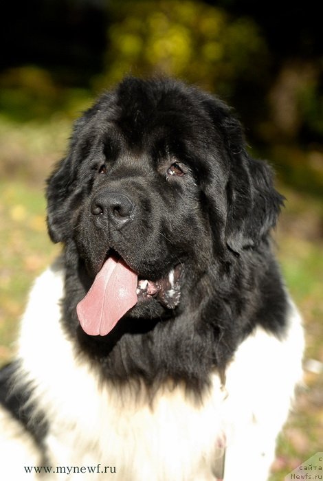 Фото: ньюфаундленд Threeponds Sunny Flower for Sent Djons