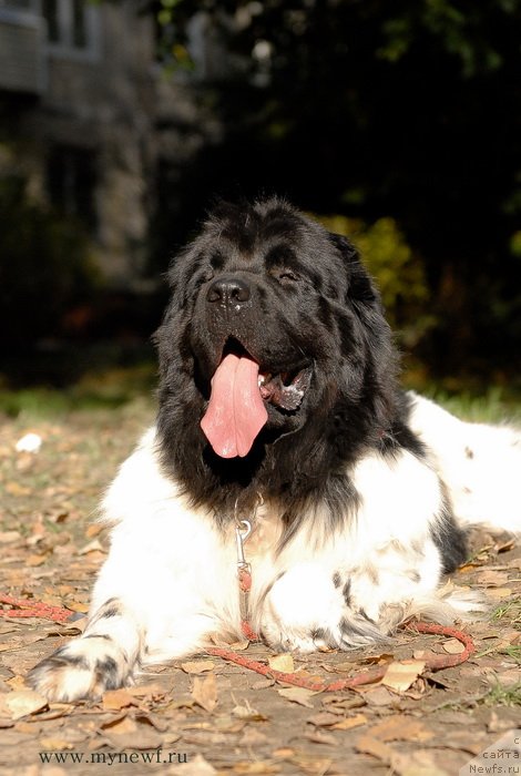 Фотография № 137715