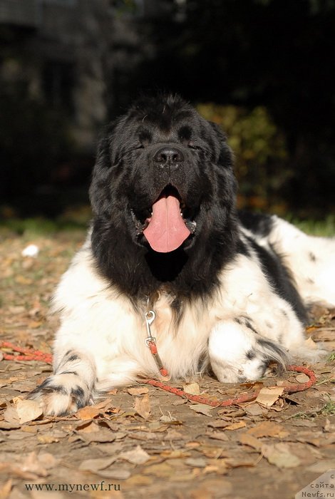 Фотография № 137717