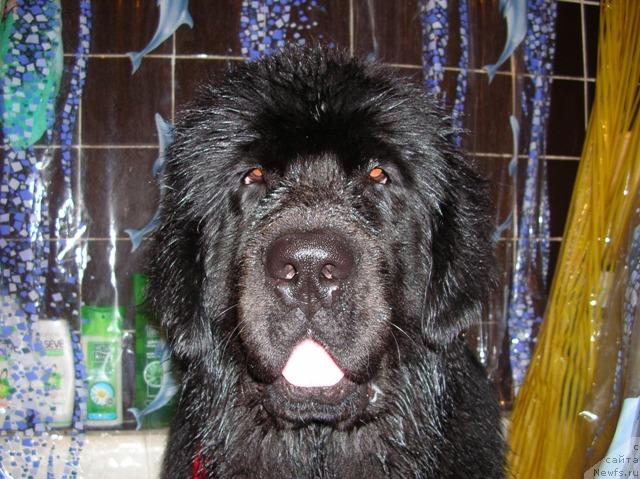 Фото: ньюфаундленд King of Helluland Dizzy Beauty