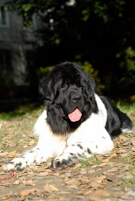 Фотография № 137720