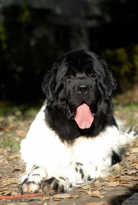 Фотография № 137722