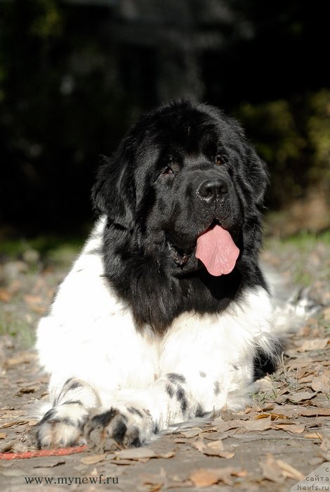 Фотография № 137723