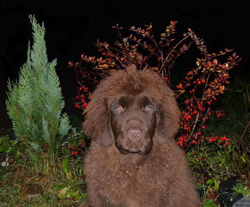 Фотография № 137725