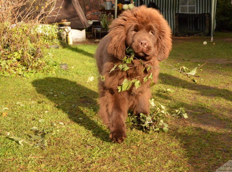 Фотография № 137727