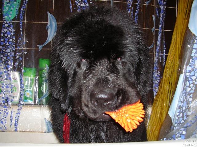 Фото: ньюфаундленд King of Helluland Dizzy Beauty