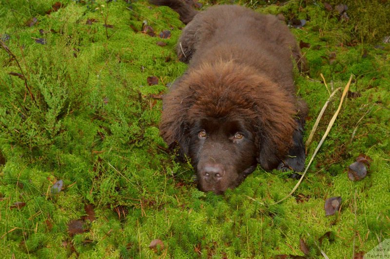 Фотография № 137730