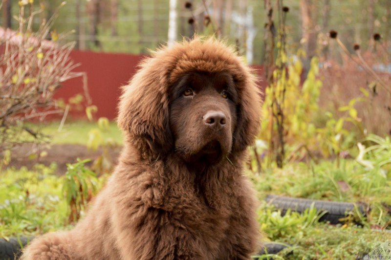 Фото: ньюфаундленд I Follow The Sun de L'Etoile de Cyrice