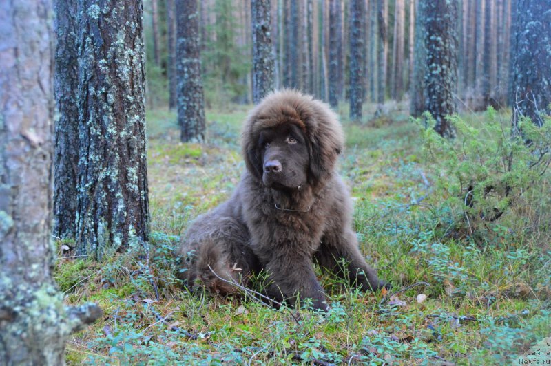 Фото: ньюфаундленд I Follow The Sun de L'Etoile de Cyrice