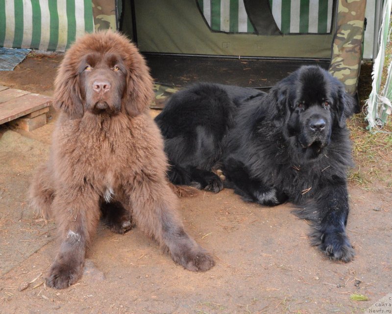 Фотография № 137735