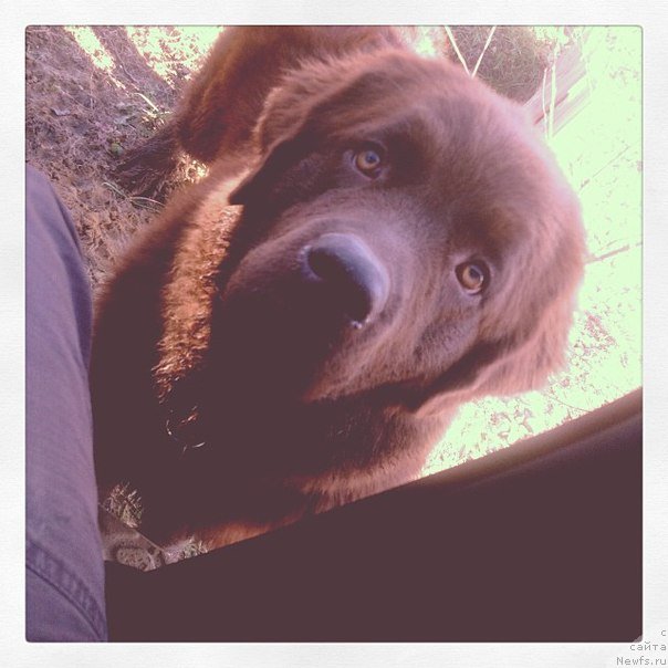 Фото: ньюфаундленд Чара Хани Лес (Chara Hani Les)