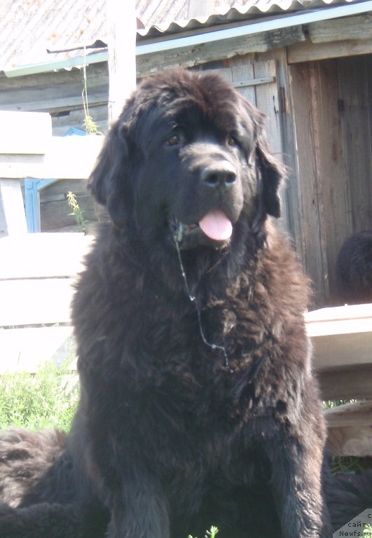 Фото: ньюфаундленд Потап Елана
