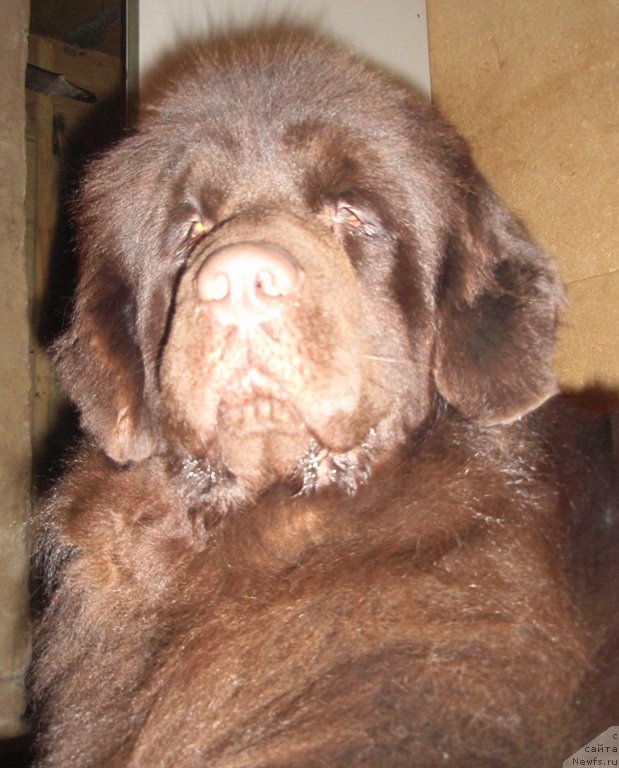 Фото: ньюфаундленд Ньюфорт Перис Хилтон