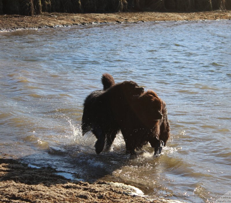 Фото: ньюфаундленд Кайден Плейфул (Kaiden Playful), Лора