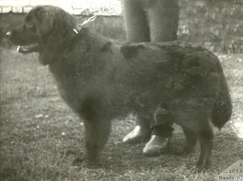 Фото: ньюфаундленд Динель