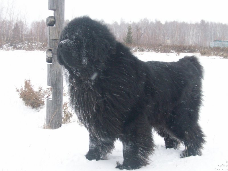 Фото: ньюфаундленд Карат из Медвежьего Яра (Karat iz Medvejyego Yara)