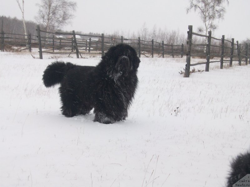 Фото: ньюфаундленд Карат из Медвежьего Яра (Karat iz Medvejyego Yara)