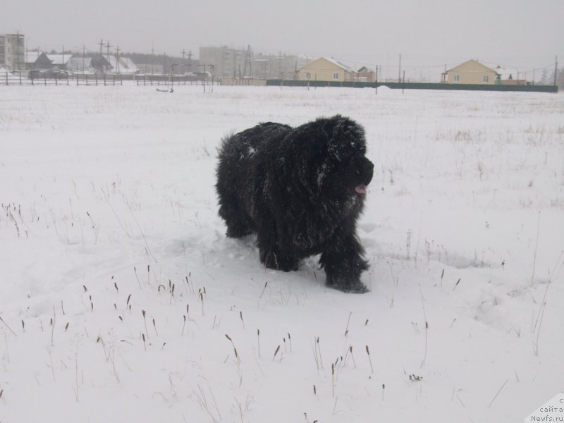 Фотография № 137819