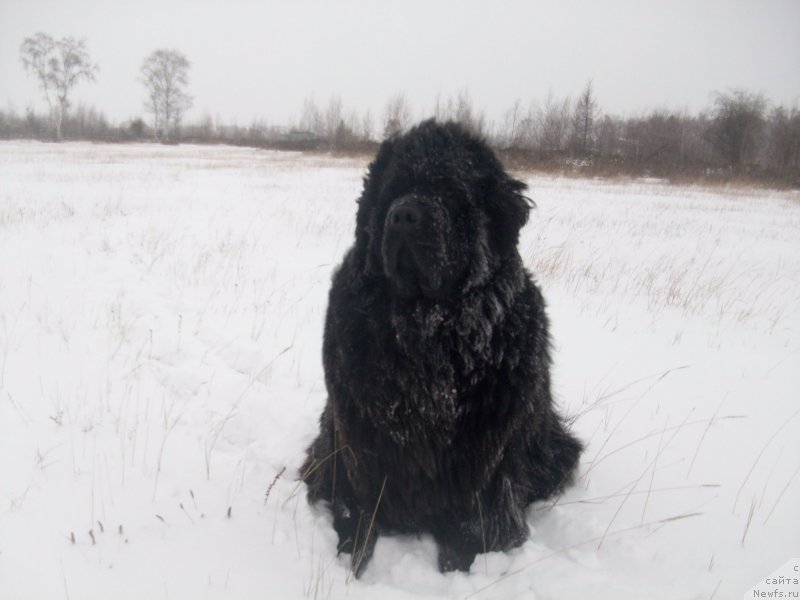Фото: ньюфаундленд Ярада из Сибирской Глубинки (Yarada iz Sibirskoy Glubinki)