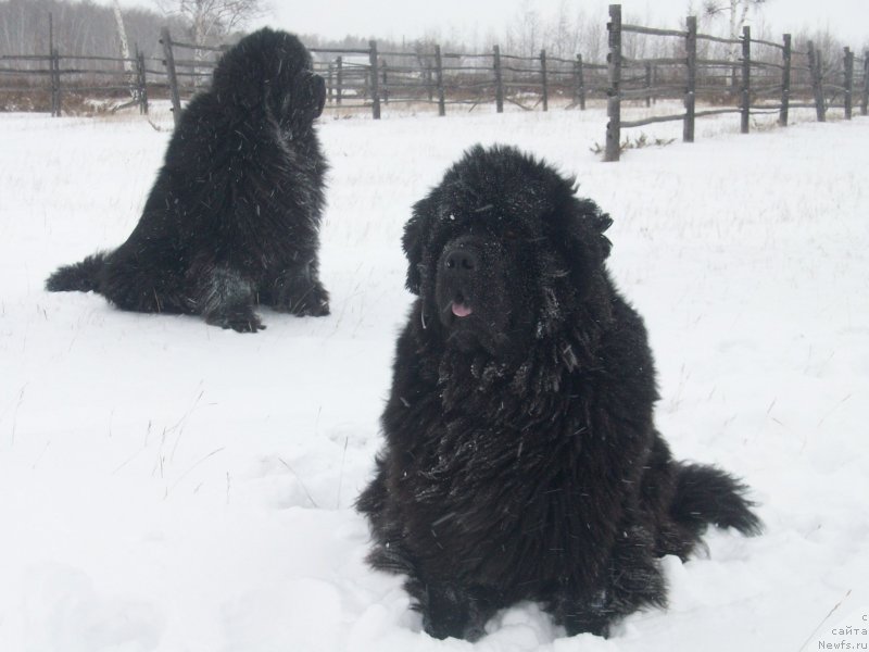 Фотография № 137821