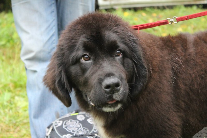 Фото: ньюфаундленд Сент Джонс Евразия