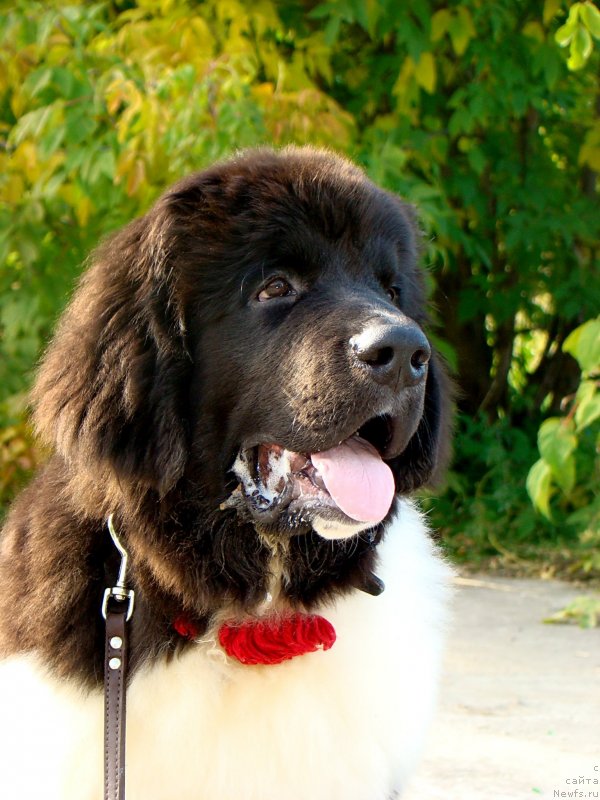 Фотография № 137836