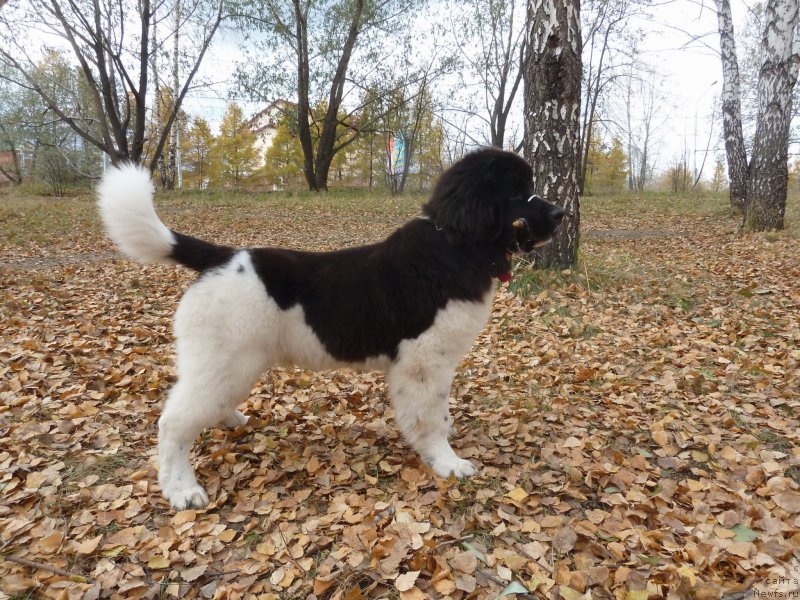 Фотография № 137837