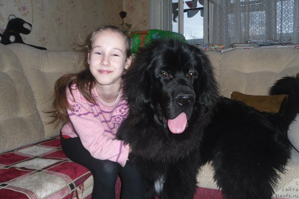 Фото: Черный Шарм Георгин