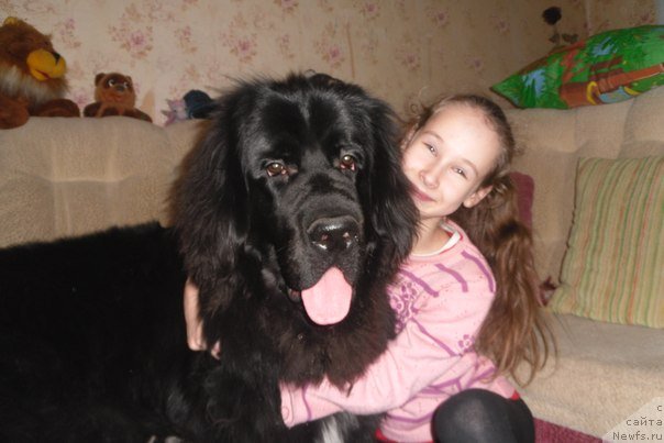 Фото: Черный Шарм Георгин