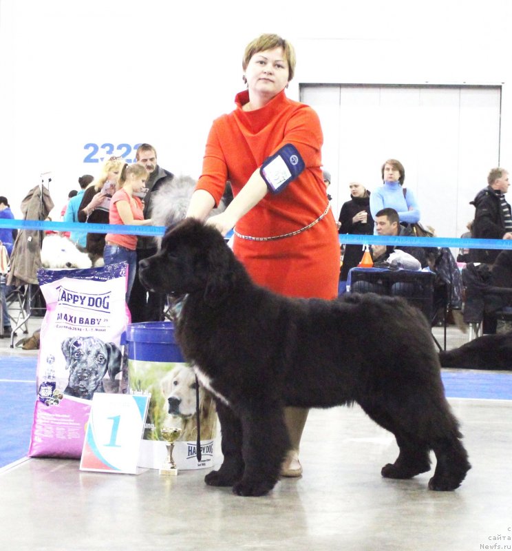 Фото: ньюфаундленд Акватория Келвин Щедривчик (Aquatoriya Kelvin Schedrivchik)