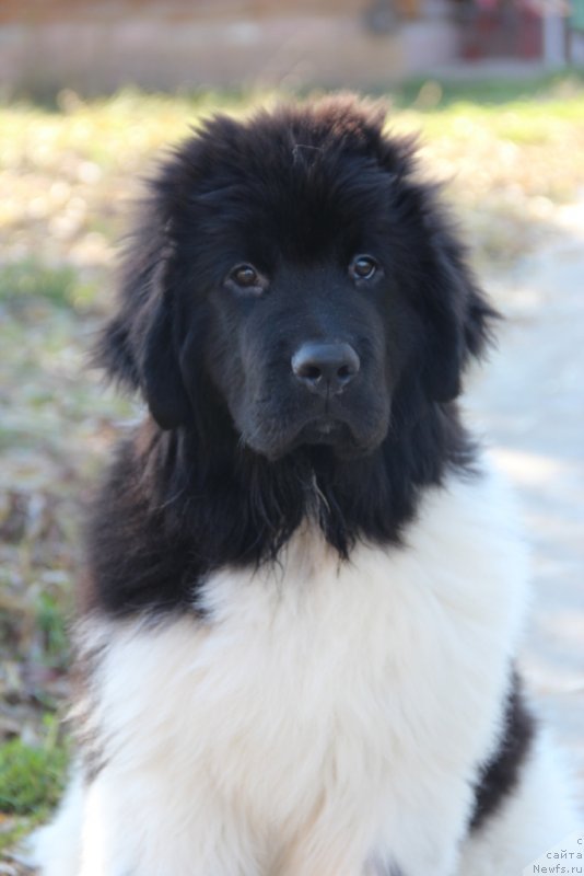 Фото: ньюфаундленд Аквиан Сонг Марио