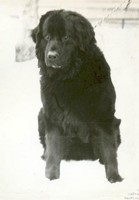 Фото: ньюфаундленд Ада Дин Гудзон