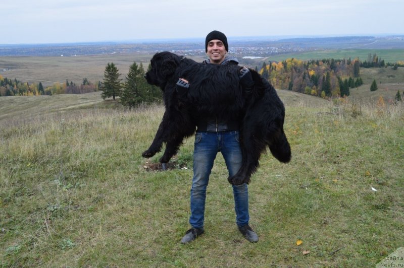 Фото: ньюфаундленд Симба Де Лорес, Ильдар Шаяхметов