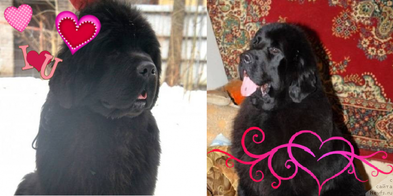 Фото: ньюфаундленд Смигар Северная Верона, ньюфаундленд Акватория Келвин Флэш Ройал (Aquatoriya Kelvin Flash Royal)