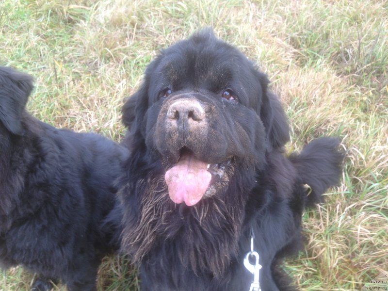 Фото: ньюфаундленд Рестайлинг Фром Шипмэн