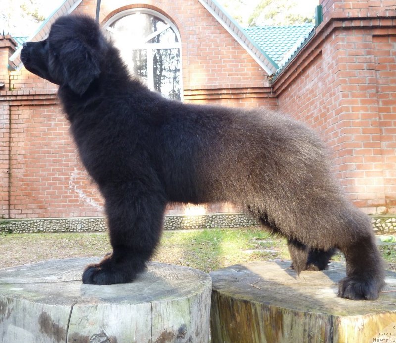 Фото: ньюфаундленд Супер Премиум Невеста