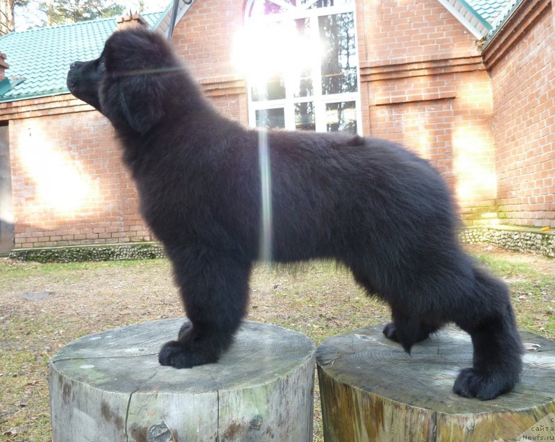 Фото: ньюфаундленд Супер Премиум Невеста