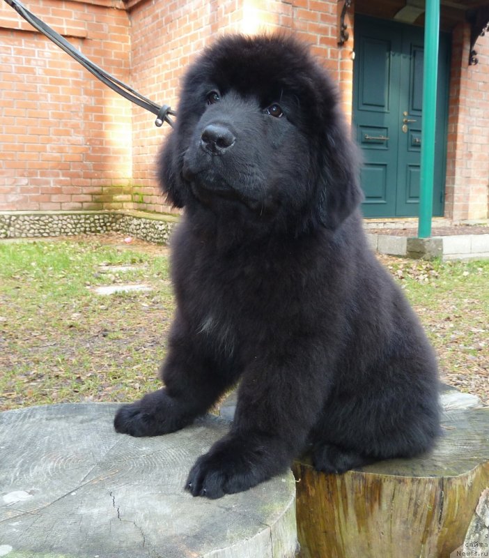 Фото: ньюфаундленд Супер Премиум Невеста