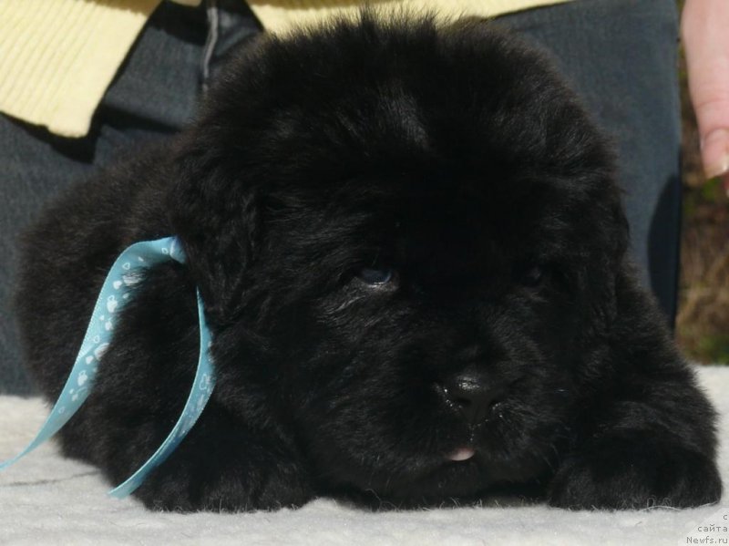 Фото: ньюфаундленд Корпоревайль Иллюзионист (Corporevaill Illuisionist)