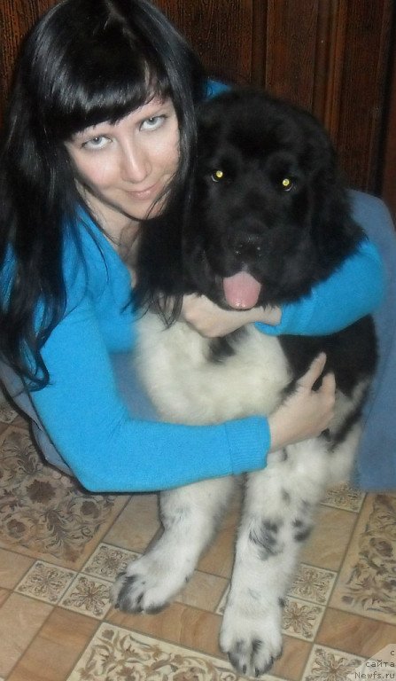 Фото: ньюфаундленд Би Перфект Викинг