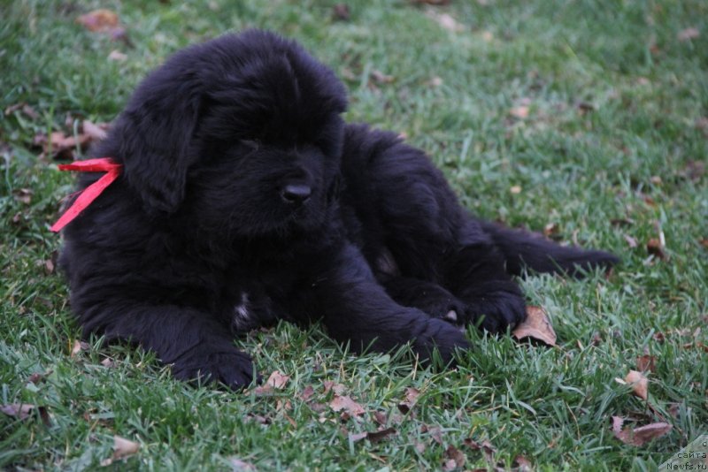 Фото: ньюфаундленд Vivienne Westwood Dinastiya Soverchenstva