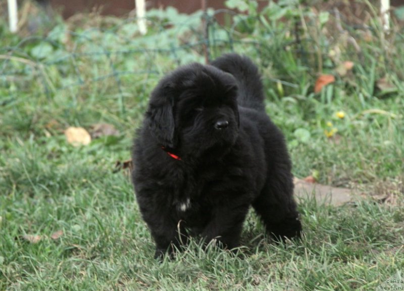 Фото: ньюфаундленд Vivienne Westwood Dinastiya Soverchenstva